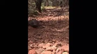 Sedona trip: Boynton Canyon (revisited) 5-8-17