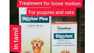 #treatment for dogs and cats loose motion #puppies loose motion medicine #digyton plus