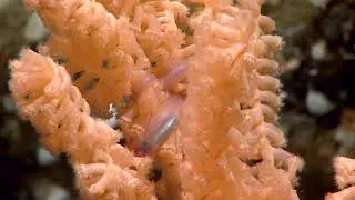 Alaska's Deep Marine Life