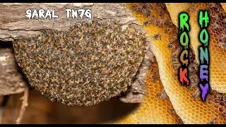 Free Bees free honey more money | Increase farmers income | Primitive Technology: Harvest Beehive