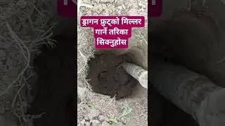khalDo kasri banaaune Draagan khetiko #agriculturefarming #draganfruit