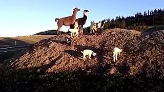 Baby Goats and Llamas Playing on a Hill
