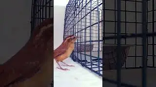 Outsmart the trap! #birds #birdmaster #birdfeedercam #birdfeedercam