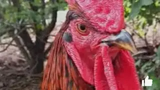 New Breed Wagyu Chicken: Huge feet = MORE bugs Forest Mulch. NOT tractor cage full sun sterile lawns
