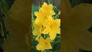 Beautiful Yellow Lily in our Garden.     #lily #yellowflowers #garden #youtubeshort #viralshort