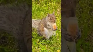 #squirrels #squirrelsmasticando #relaxmoment #relax #naturalezaincreible #naturalezayvida #ardillas