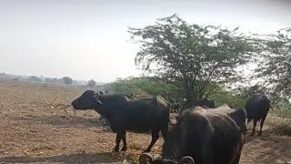 buffalo sun 🌞 લાઇવ છે!ભેહુ ખાય છે મકાઈ 🌽 હો