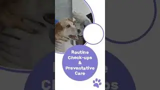 PET INSURANCE