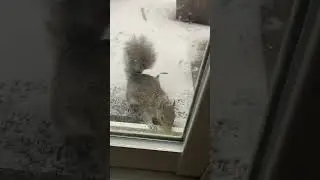Cute squirrel snack time in the snow #squirrel