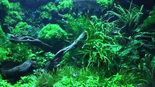 2013 04 02 Pasje   Akwarysci