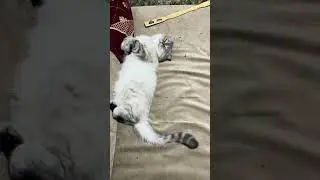 Belgesel 2 bölümü Kediçiklerimle beraber oyun oynuyoruz #cat #youtubeshorts #ytshorts #cute #yt #zoo