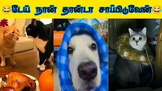 😊🐕🤭 அடச்சே! இவனுக்கும் தெரிஞ்சி போச்சா...😂😊🐕#viral #trending #comedy #funnyanimalvideos #funnyanimal