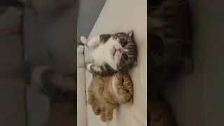 Adorable Cat Duo Cuddle Together | Cute Cat Companions #catvideos #cutecats #catplaytime