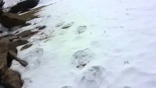 Following large animal tracks in the woods