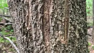 Scouting for Black Bears (Basic High Overview)
