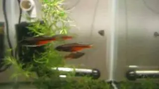 Fireline Danio (Devario sondhii)