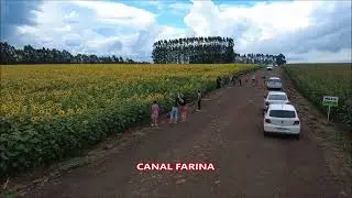 GIRASSOIS ROL&Acirc;NDIA DRONE VIDEO CURTO