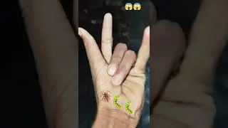 it is the smaller 🪲 shiny jewel beetle yp-0781#1millionviews
