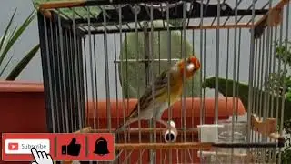 تغريد طائر هجين الحسون كوبية ملقا