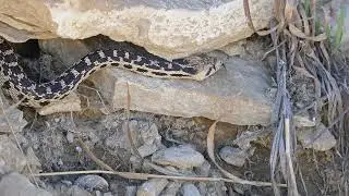 Stock Video - Gopher snake slithering through rocks in the Utah desert