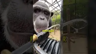 Этот шимпанзе умнее, чем вы думаете 🐒 @timeout.ireland5