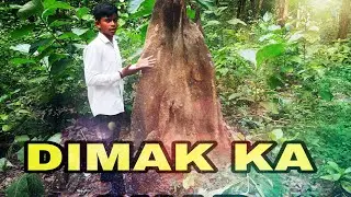 Dimak ka ghar ||Experiment X2||