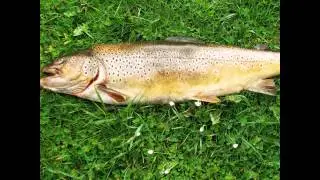 Peche grosse  truite, brochet et perche.