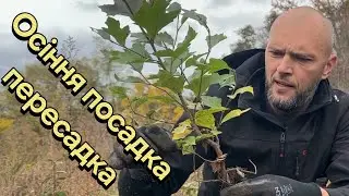 Мій спрсіб посадки молодих саджанців на прикладі платана, але підходить для всіх дерев.