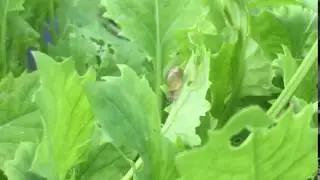 Baby Snail Venturing Out - Tiny Explorers First Steps into the World 🐌🌱🌍