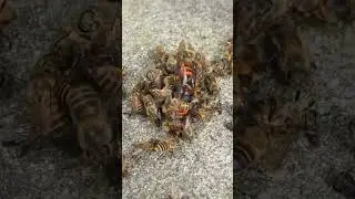 Disrupting a Hot Defensive Bee Ball: Giant Hornet Revealed