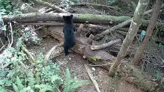 GardePro Trail Camera - View from above of cub needing to catch up with their mother.