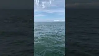 Western Long Island Sound Albie Blitz