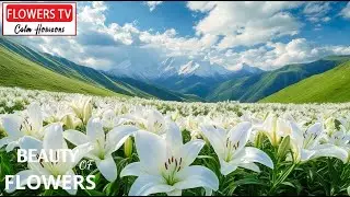 Floral Tranquility & Restful Melodies 🌸 Best for Concentration, Study, and Deep Rest