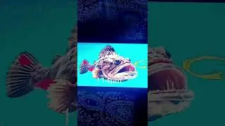 mutant aircraft stonefish