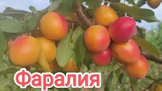 Абрикос Фаралия/Apricot Faralia #apricots #garden #faralia