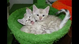 RAYEN'S 16 WEEK OLD AND ISI'S 6 WEEK OLD BENGAL KITTENS AT PLAY!