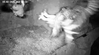 Puchacze EGE Niemcy - Isolda po raz kolejny przegania gęś 🦆😏🦉