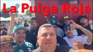 La Pulga Roja De Salinas