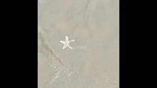 Digha Sea Beach View west Bengal 🌊/ Star Fish Close View||Bay Of Bengal West Bengal
