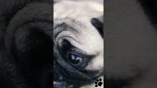 Lil Pug Breathing Heavy #shorts