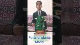 parts of a plant |model of a plant #diy#papercraft #plantparts#scienceproject #shorts#viral#trending