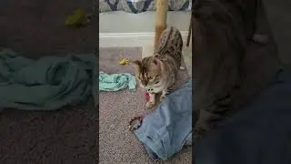 Adding a New Cat to a Multiple-Cat Household