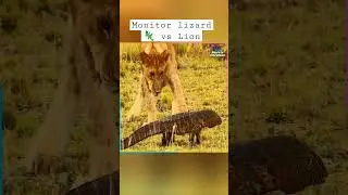 Monitor lizard 1 - Lion 0 | That's how the lizard 🦎won 💥#shorts #lion #animals