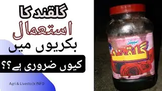 Gulkand ke fayde #petal rose jam #gulkand ka istimal #Livestock #Goats #agri #gulkand