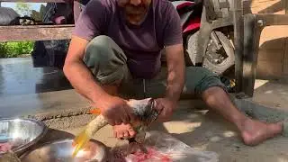 Putitor mahseer( Sahar Fish) of Himalayan river #fish #rurallife #nepalivillage #saharfish #fishes