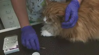 Jak podać tabletkę kotu?  How to give your cat a tablet