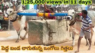 దూలం లాగుతున్న ఒంగోలు గిత్తలు