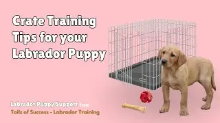 Crate Training Tips for your Labrador Puppy