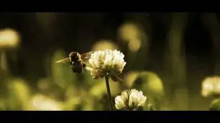 Трейлер Aidar (of BMM) feat. Flame (of BMM) - Город Яблок.