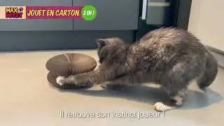 Jeu et aiguiseur de griffes pour chats de Max&Mitzy